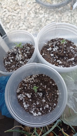 IMG_20230410_071549.jpg IMG_20230410_071549.jpg