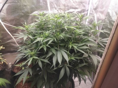 IMG_20230601_135318_266.jpg IMG_20230601_135318_266.jpg