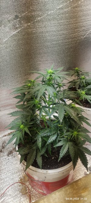 IMG_20230604_213202.jpg IMG_20230604_213202.jpg