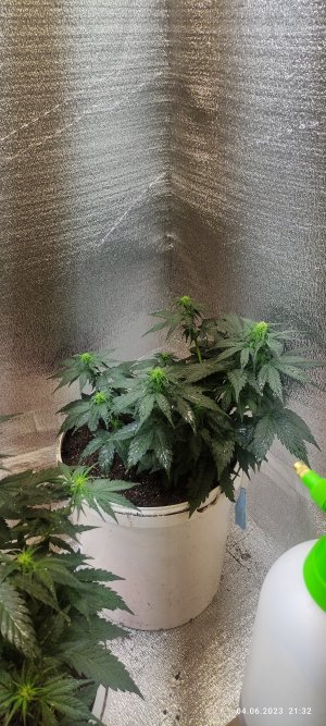 IMG_20230604_213205.jpg IMG_20230604_213205.jpg