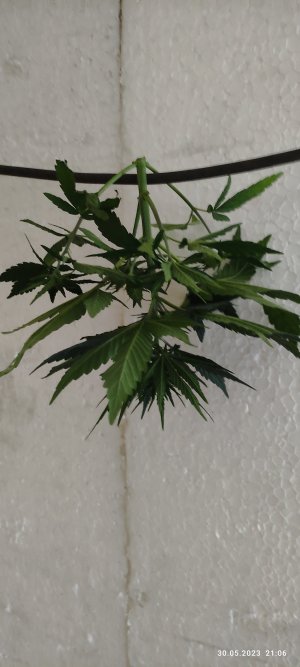 IMG_20230530_210608.jpg IMG_20230530_210608.jpg