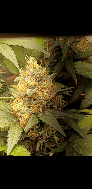 S30613-210841.png S30613-210841.png