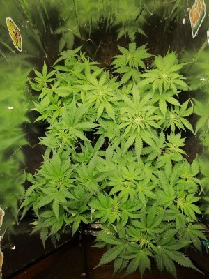 1686774042207.jpg 1686774042207.jpg