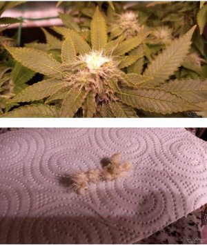 IMG_7055.jpeg IMG_7055.jpeg