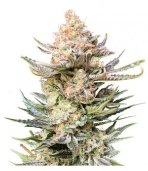 moby delicious.jpg moby delicious.jpg