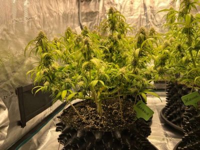 AEEDBC7D-CFC4-4854-878B-88768D9CE6E2.jpeg AEEDBC7D-CFC4-4854-878B-88768D9CE6E2.jpeg