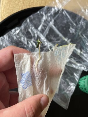 IMG_0501.JPG IMG_0501.JPG