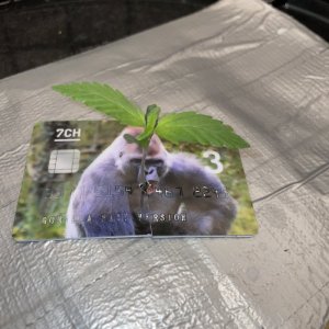 IMG_0561.jpg IMG_0561.jpg