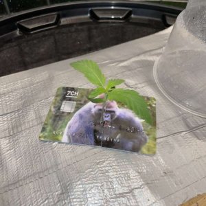 IMG_0570.jpg IMG_0570.jpg