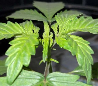 IMG_0635.jpg IMG_0635.jpg