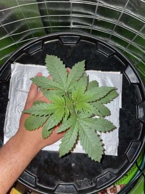 IMG_0669.JPG IMG_0669.JPG