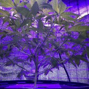 IMG_0773.jpg IMG_0773.jpg