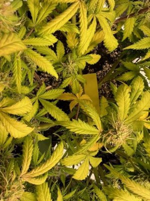 E11F2740-97F6-41D8-9346-ED0C7A09B5CA.jpeg E11F2740-97F6-41D8-9346-ED0C7A09B5CA.jpeg