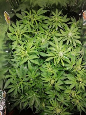 1687338716936.jpg 1687338716936.jpg