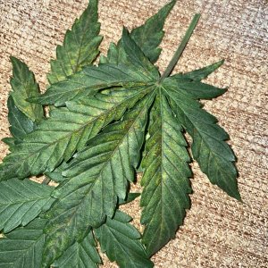 IMG_0788.jpg IMG_0788.jpg