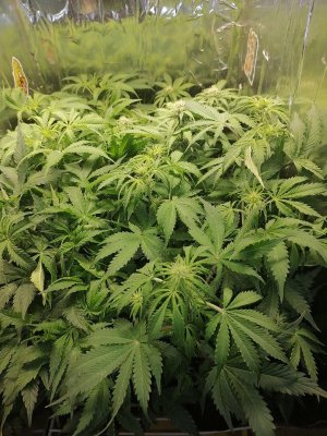 1687463515185.jpg 1687463515185.jpg