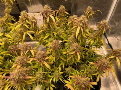 DAD8B4A6-E7BF-4F81-9D6B-678747F4FD39.jpeg DAD8B4A6-E7BF-4F81-9D6B-678747F4FD39.jpeg