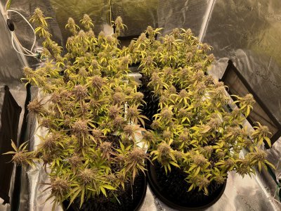 94EFC02F-8E1D-407F-A912-EFDC068174C3.jpeg 94EFC02F-8E1D-407F-A912-EFDC068174C3.jpeg