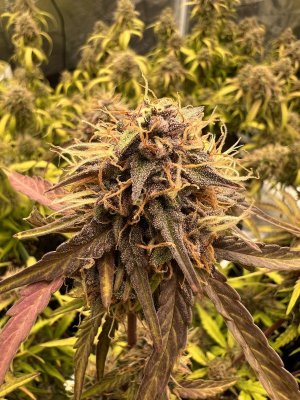 8759C226-93E5-417F-9CC5-4BE81BEDC016.jpeg 8759C226-93E5-417F-9CC5-4BE81BEDC016.jpeg