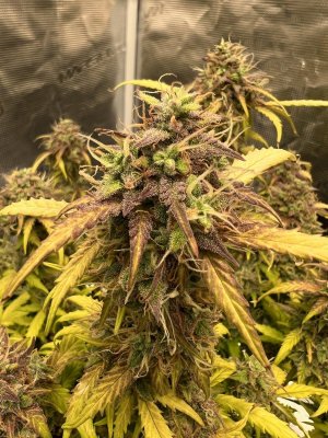 FBE4A1FB-55DB-4BF6-AE96-4BF0B8B9B5A4.jpeg FBE4A1FB-55DB-4BF6-AE96-4BF0B8B9B5A4.jpeg