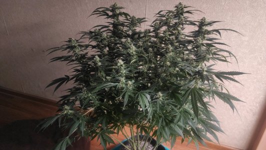 2023-06-29-15-46-36-121.jpg 2023-06-29-15-46-36-121.jpg