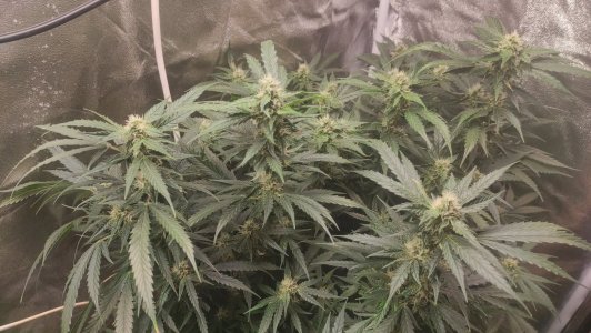 2023-06-26-19-34-12-302.jpg 2023-06-26-19-34-12-302.jpg