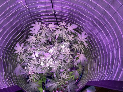 87D9CDF8-BE3D-4A21-909A-4D94BA0136CD.jpeg 87D9CDF8-BE3D-4A21-909A-4D94BA0136CD.jpeg