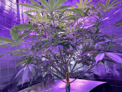 444A19B8-D7AF-4987-B664-3019CEF6719B.jpeg 444A19B8-D7AF-4987-B664-3019CEF6719B.jpeg