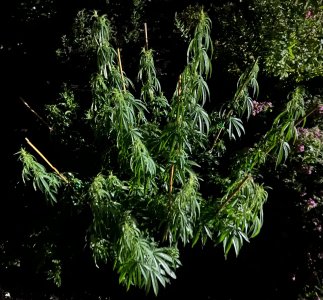 E9A3986E-30A7-476E-A4BF-B93958159E10.jpeg E9A3986E-30A7-476E-A4BF-B93958159E10.jpeg