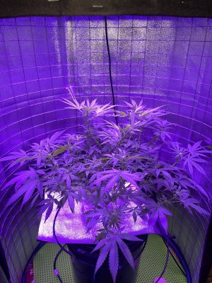 5E458EA0-5C62-46DF-ADF6-FA2C8335734F.jpeg 5E458EA0-5C62-46DF-ADF6-FA2C8335734F.jpeg