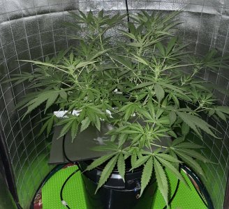 4CBBC358-5709-4C4A-8C0C-DFFB6271FCEB.jpeg 4CBBC358-5709-4C4A-8C0C-DFFB6271FCEB.jpeg