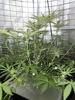 IMG_0890.JPG IMG_0890.JPG