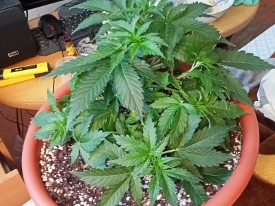 IMG20230704142730.jpg IMG20230704142730.jpg