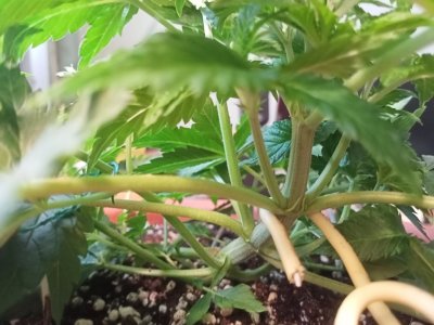 IMG20230704142956.jpg IMG20230704142956.jpg