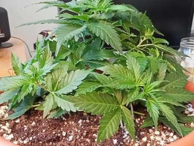 IMG20230704142633.jpg IMG20230704142633.jpg