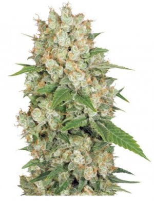 AK 47 7ch.jpg AK 47 7ch.jpg