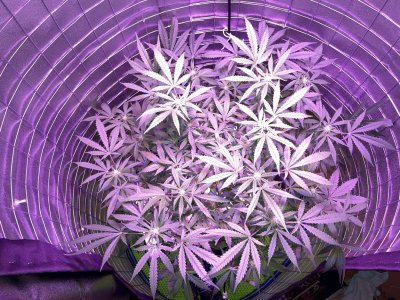 IMG_0921.JPG IMG_0921.JPG