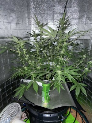 679760A5-9177-45CA-9549-14C57379A0C9.jpeg 679760A5-9177-45CA-9549-14C57379A0C9.jpeg