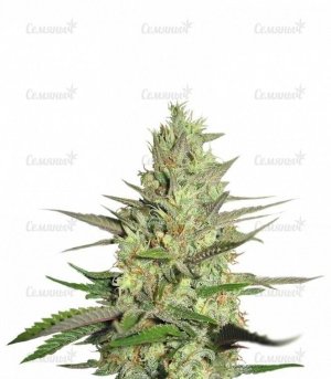 sort_Special_Queen_1__LhtSIroiVtNDGsF8.jpg sort_Special_Queen_1__LhtSIroiVtNDGsF8.jpg