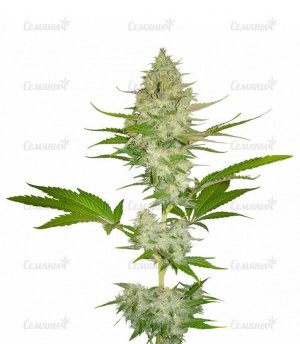 sort_Candy_Kush_Express_Fast_Flowering__Nrb4YeVhKIg1wHr0.jpg