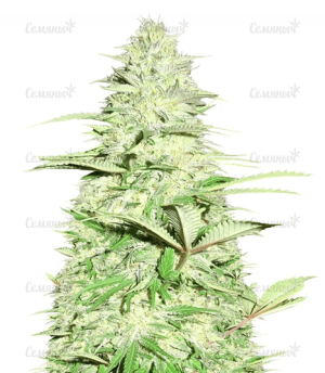 1639153536056.png 1639153536056.png