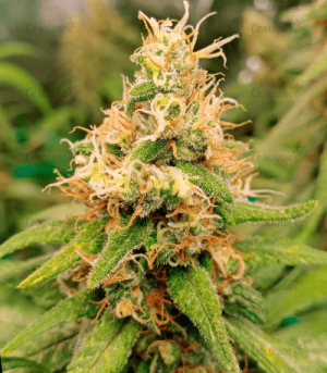 1639221587838.png 1639221587838.png