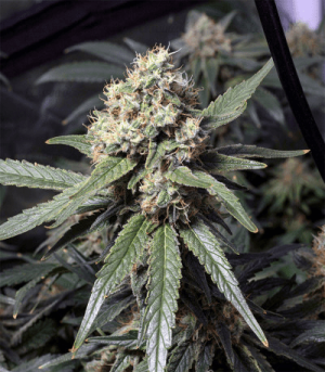 1639221615649.png 1639221615649.png