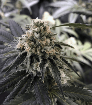 1639221742915.png 1639221742915.png