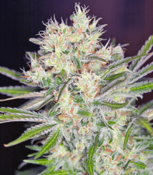 1640079667470.png 1640079667470.png