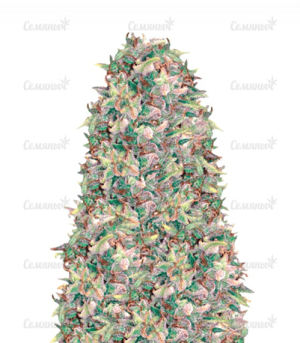 1640770755986.png 1640770755986.png