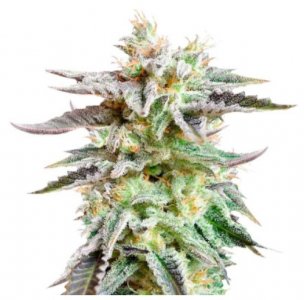 sugar black rose.jpg