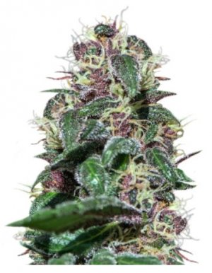 ayhuasca purple.jpg ayhuasca purple.jpg