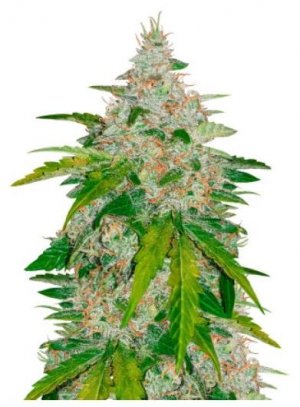 six shooter auto.jpg six shooter auto.jpg