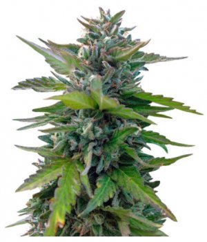 black cherry punch.jpg